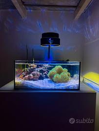 Acquario marino completo