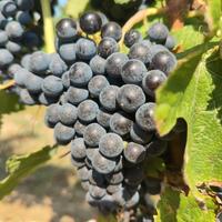 Uva Biologica certificata