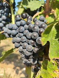 Uva Biologica certificata