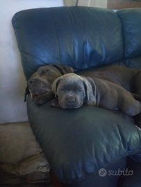 Cane Corso