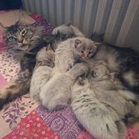 Cuccioli di Maine Coon