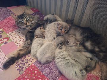 Cuccioli di Maine Coon