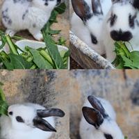 Conigli Nani cuccioli