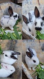 Conigli Nani cuccioli