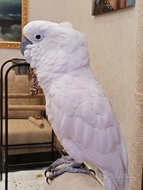 Cacatua Alba