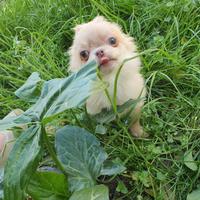 Micro chihuahua maschietto