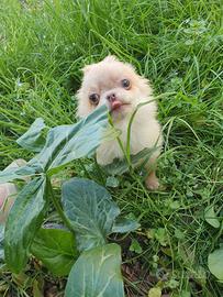 Micro chihuahua maschietto