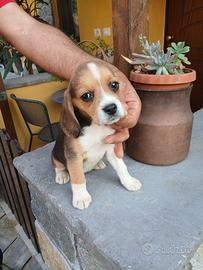 Beagle cuccioli