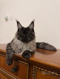 Maine Coon