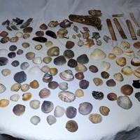 375 Conchiglie per acquario