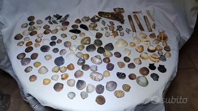 375 Conchiglie per acquario