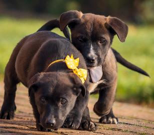 Cuccioli maschi chocolate golden labrador