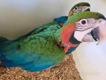 Pappagalli Ara Arlecchino DA IMBECCO