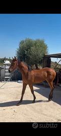 Puledro mamma frisone padre paint