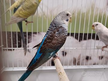 Cocorita maschio ala nera