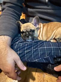 Bulldog francese
