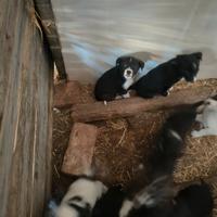 Cuccioli meticci di border collie