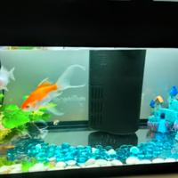 Acquario