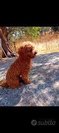 Disponibile Barboncino Nano