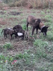 Pastori belga malanois