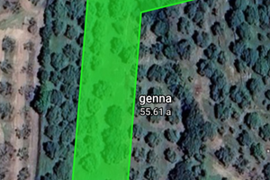 Terreno con piante di ulivi