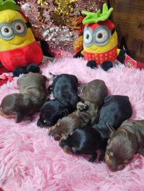 Bassotti nani kanichen selezionati