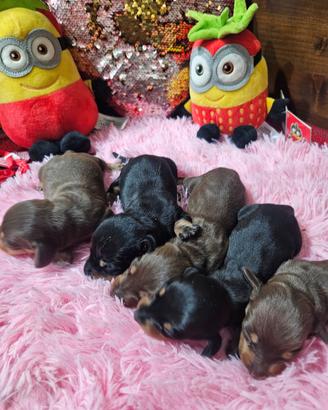 Bassotti nani kanichen selezionati