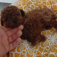 Barboncini minytoy red red