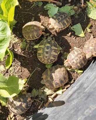 Tartarughe terra
