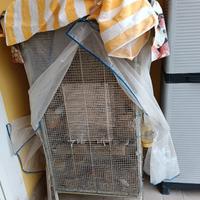 Vendita Voliera con Diamantini