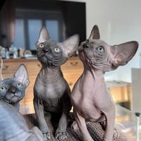 Sphynx canadian cuccioli con il Pedigree