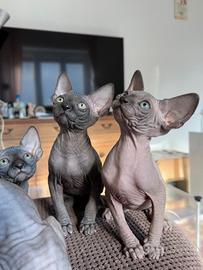 Sphynx con il Pedigree