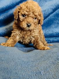 Barboncino Toy con pedigree Enci