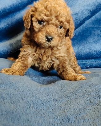 Barboncino Toy con pedigree Enci