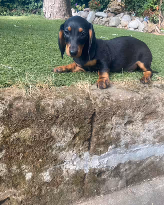 Maschietti di bassotto nano nero focato