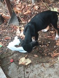 Mix Amstaff