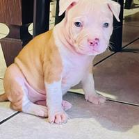 Un cucciolo di Pitbull