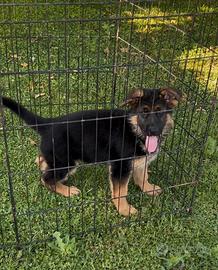 Cucciola femmina selezionata