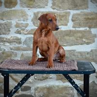 Pinscher Tedesco cucciolo