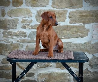 Pinscher Tedesco cucciolo