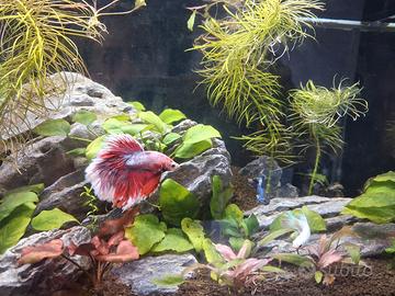 betta halfmoon rosso e bianco 