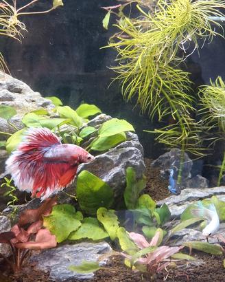 betta halfmoon rosso e bianco 