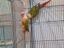 Immagine 3