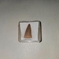 Fossile dente mosasauro 