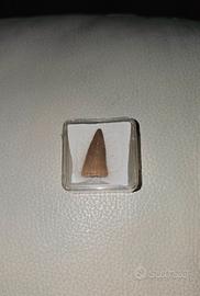 Fossile dente mosasauro 