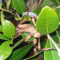 Insetto stecco foglia secca extatosoma tiaratum
