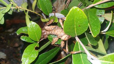 Insetto stecco foglia secca extatosoma tiaratum