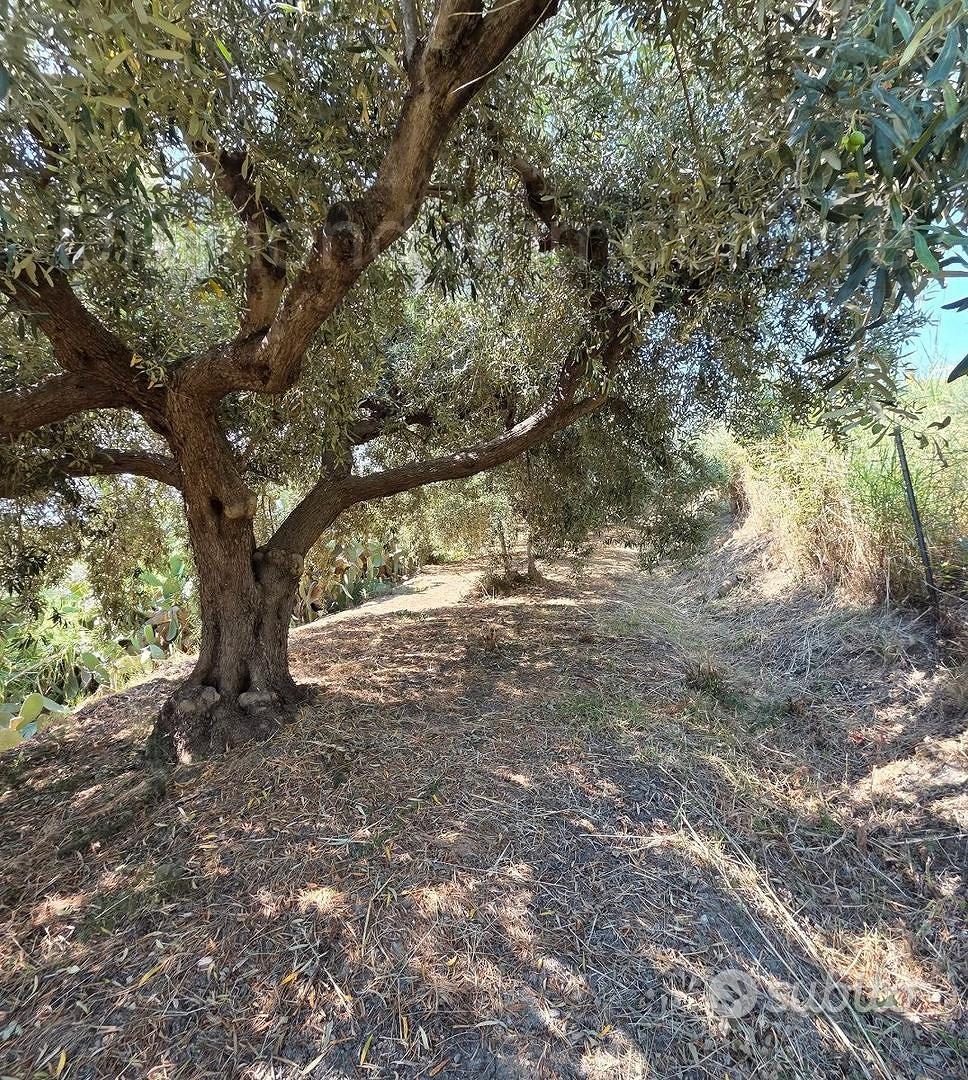 Terreno agricolo vigneto e uliveto a Calatabiano - Vista 4