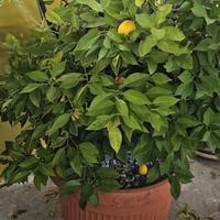 N. 2  Piante di Limoni comprese di Vaso