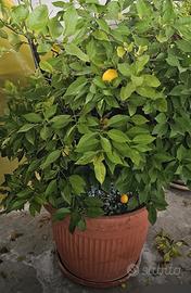 N. 2  Piante di Limoni comprese di Vaso